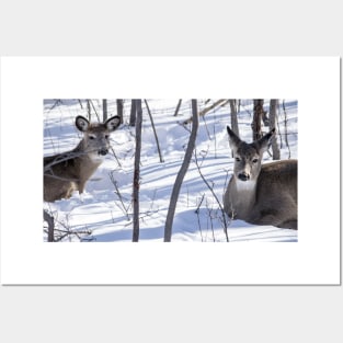 White Tailed Deer Posters and Art